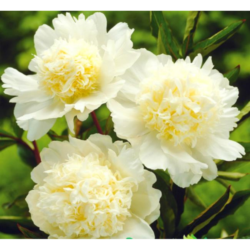 Пион уайт отзывы. Пион (Paeonia) Charlies White.