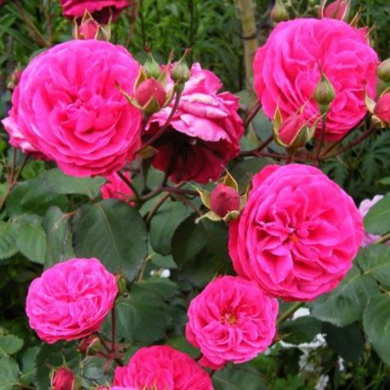 Саженцы Роза флорибунда Розмари Роуз (Rosemary Rose)