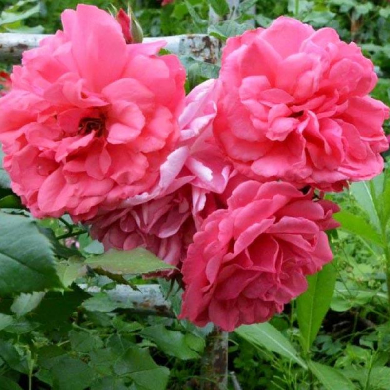 Саженцы Роза флорибунда Розмари Роуз (Rosemary Rose)