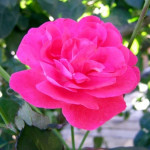 Саженцы Роза флорибунда Розмари Роуз (Rosemary Rose)