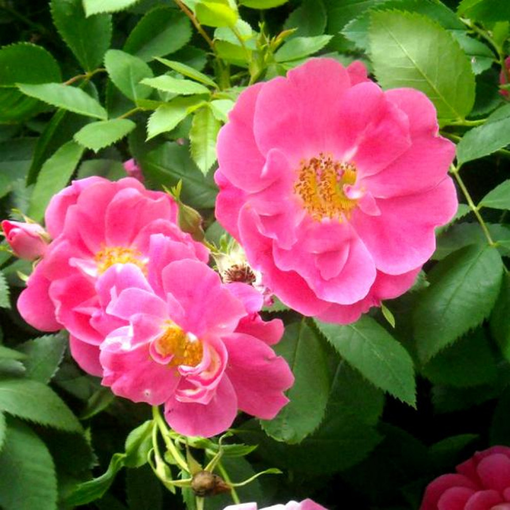 Канадская роза уильям баффин описание фото