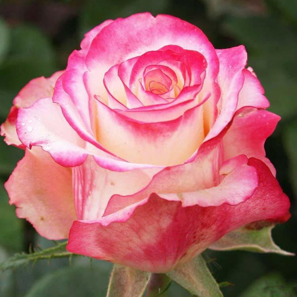 Роза чайно-гибридная sweetness