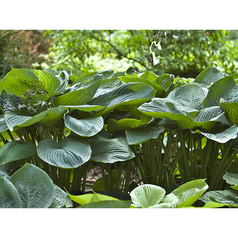 Hosta empress wu