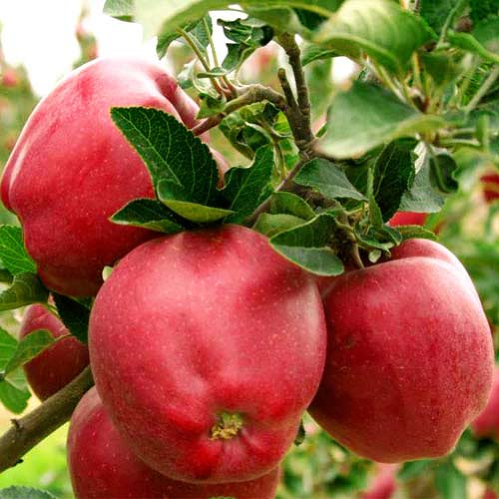 Ред Делишес сорта яблони