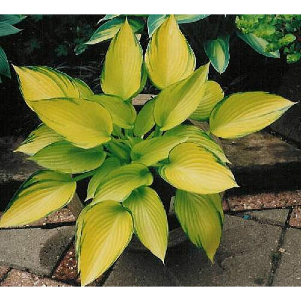 Hosta june. Хоста Джун февер. Хоста June Fever. Хоста Джун желтая. Хоста зеленая с желтой каймой.