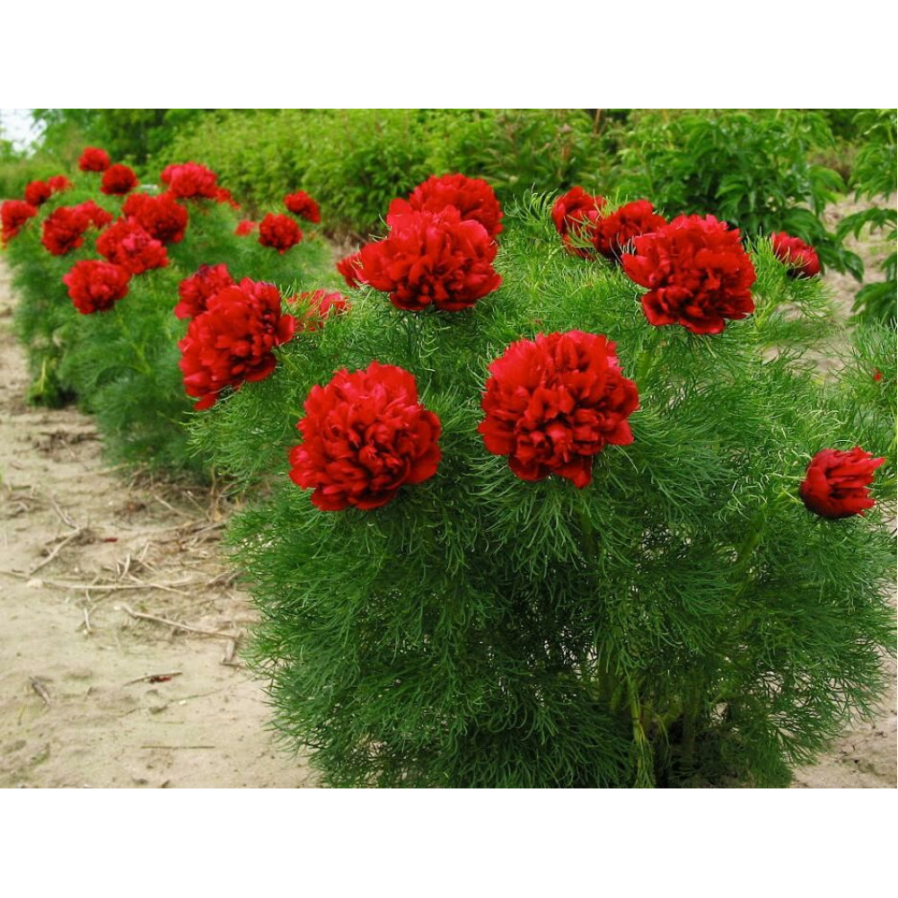 Пион тонколистный Paeonia tenuifolia