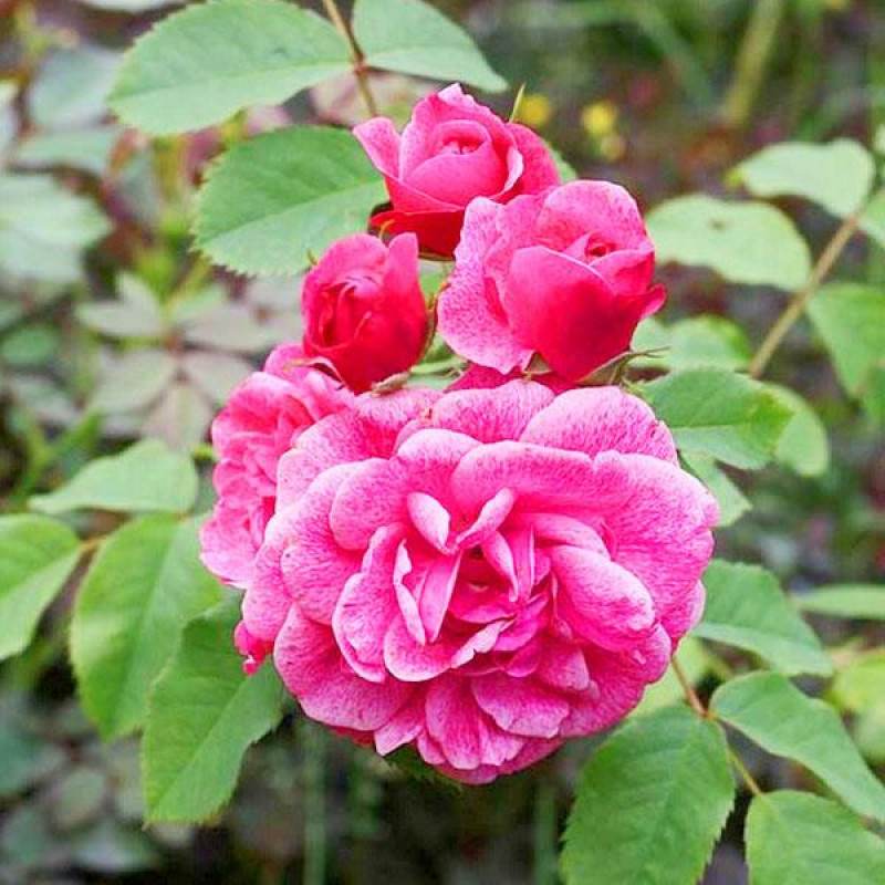 Саженцы Роза шраб Морден Руби (Morden Ruby)