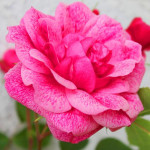 Саженцы Роза шраб Морден Руби (Morden Ruby)