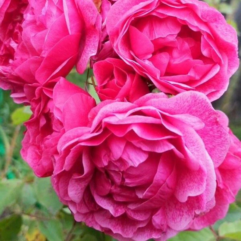 Саженцы Роза шраб Морден Руби (Morden Ruby)
