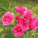 Саженцы Роза шраб Морден Руби (Morden Ruby)