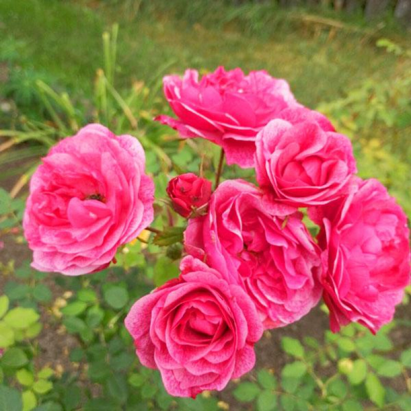 Саженцы Роза шраб Морден Руби (Morden Ruby)