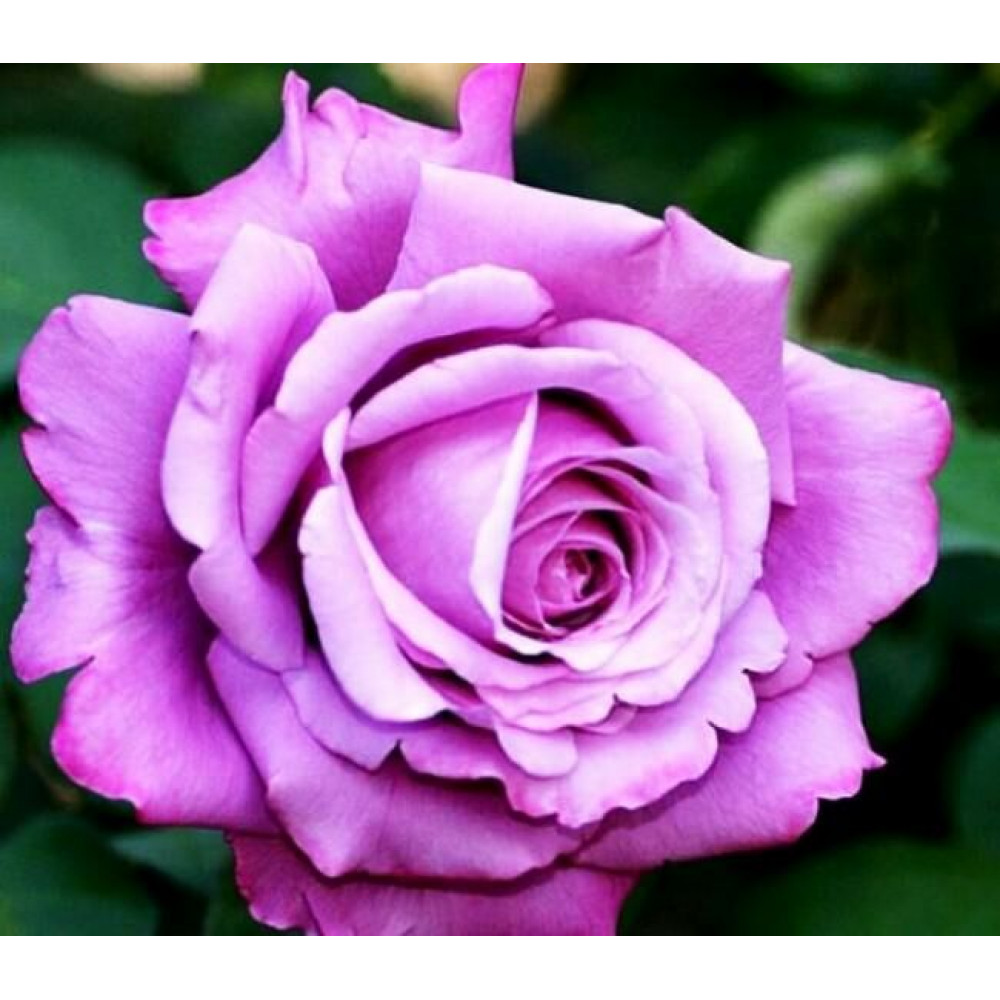 Сорта фиолетовых роз с фото и названиями