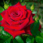 Саженцы Роза чайно-гибридная Лавли Ред (Lovely Red)