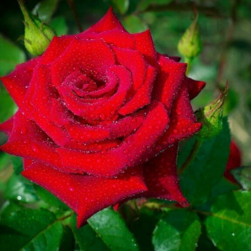 Саженцы Роза чайно-гибридная Лавли Ред (Lovely Red)