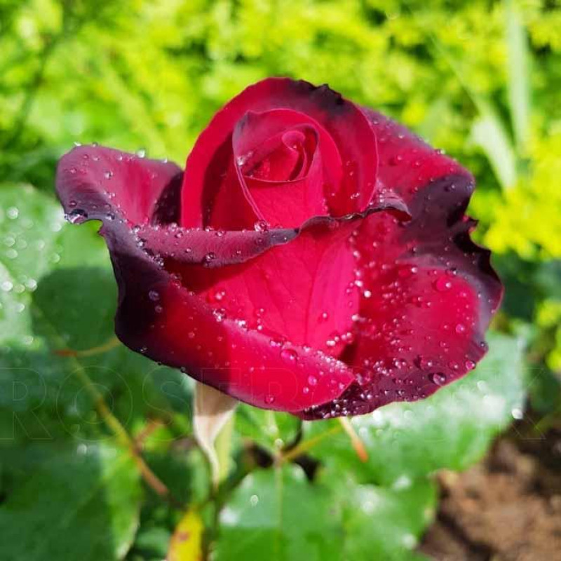 Саженцы Роза чайно-гибридная Лавли Ред (Lovely Red)