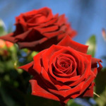 Саженцы Роза чайно-гибридная Лавли Ред (Lovely Red)