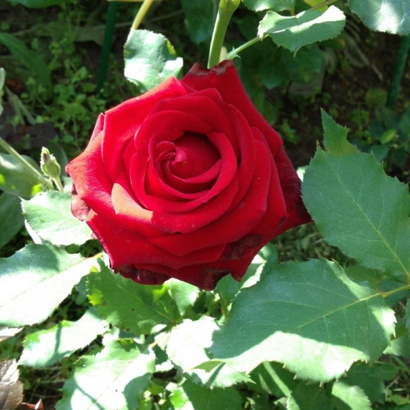 Саженцы Роза чайно-гибридная Лавли Ред (Lovely Red)
