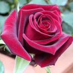 Саженцы Роза чайно-гибридная Лавли Ред (Lovely Red)