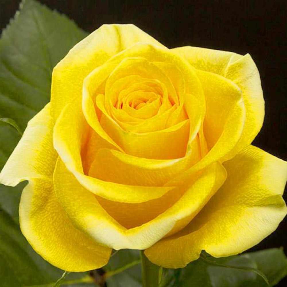 роза тара эквадор