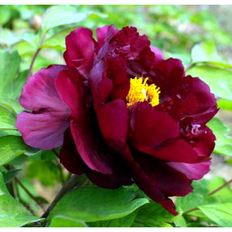 Саженцы Пион Black Beauty (Блэк Бьюти)