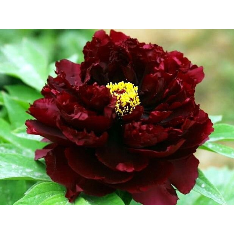 Саженцы Пион Black Beauty (Блэк Бьюти)