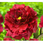 Саженцы Пион Black Beauty (Блэк Бьюти)