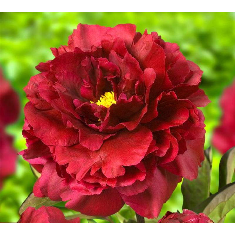 Саженцы Пион Black Beauty (Блэк Бьюти)