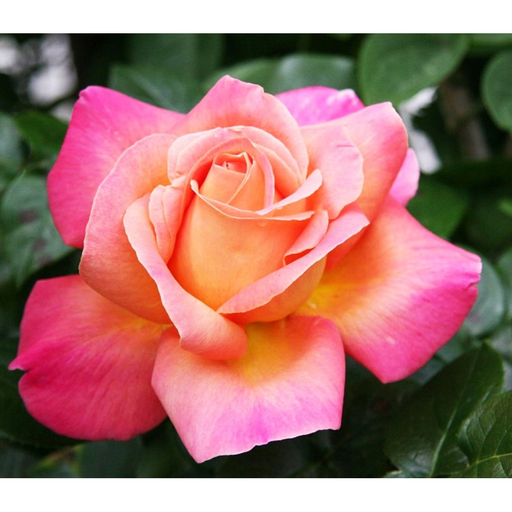 Роза чайно-гибридная Пис