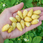 Саженцы Клубника  Желтое чудо (5 шт.)