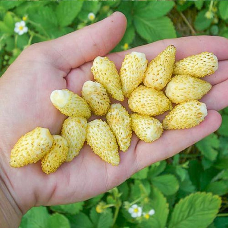 Саженцы Клубника  Желтое чудо (5 шт.)