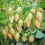 Саженцы Клубника  Желтое чудо (5 шт.)