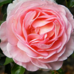 Саженцы Роза английская кустовая Абрахам Дерби (Abraham Darby)