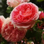 Саженцы Роза английская кустовая Абрахам Дерби (Abraham Darby)