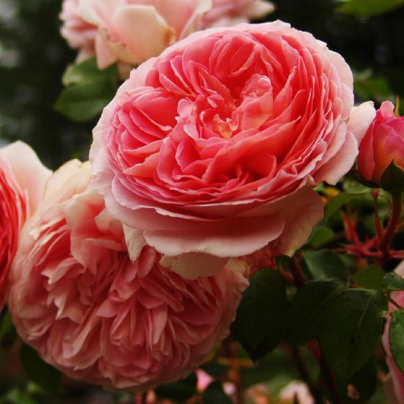 Саженцы Роза английская кустовая Абрахам Дерби (Abraham Darby)