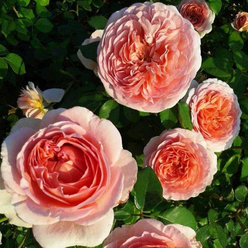 Саженцы Роза английская кустовая Абрахам Дерби (Abraham Darby)