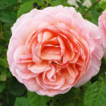 Саженцы Роза английская кустовая Абрахам Дерби (Abraham Darby)
