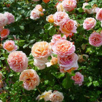 Саженцы Роза английская кустовая Абрахам Дерби (Abraham Darby)