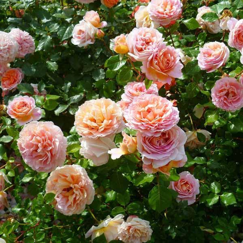 Саженцы Роза английская кустовая Абрахам Дерби (Abraham Darby)