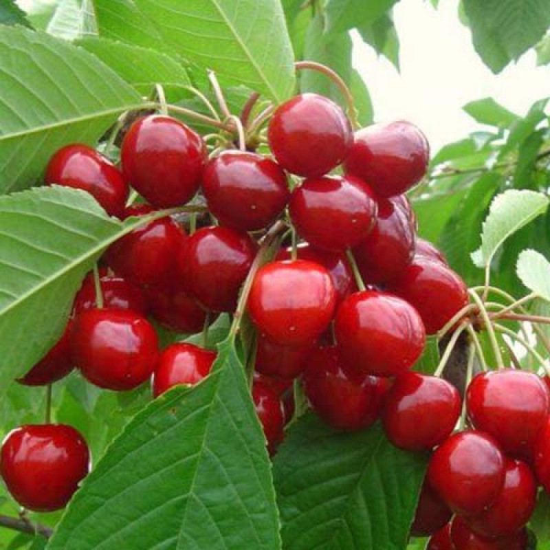 Саженцы Черешня Рубиновая Кубани